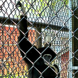 Lar Gibbon-Bright's Zoo