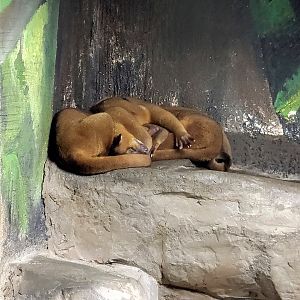 Kinkajou-Bright's Zoo