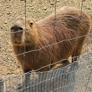 Capybara-Bright's Zoo