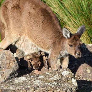Kangaroo Island Kangaroo with joey