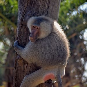 Hamadryas Baboon