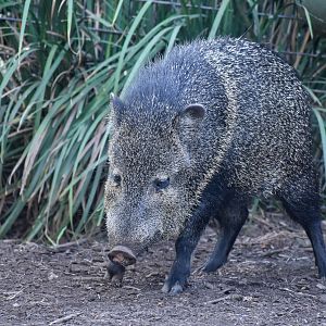 Collared Peccary