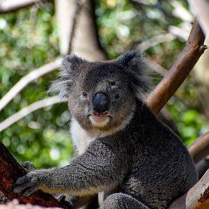 Southern Koala