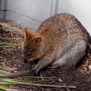Quokka