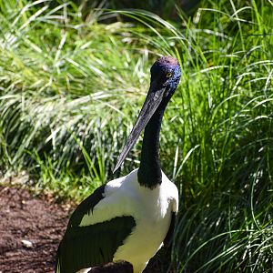 Black-necked Stork