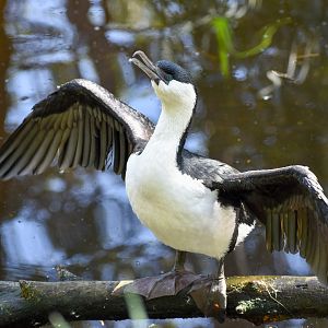 Black-faced Cormorant