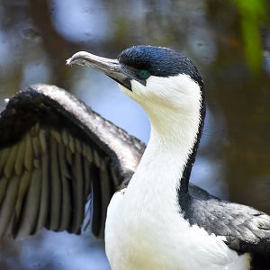 Black-faced Cormorant