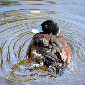 Blue-billed Duck