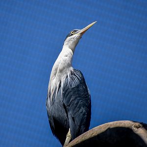 Pied Heron