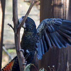Forest Red-tailed Black Cockatoo