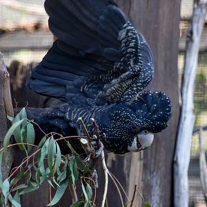 Forest Red-tailed Black Cockatoo
