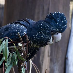 Forest Red-tailed Black Cockatoo