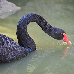 Black Swan