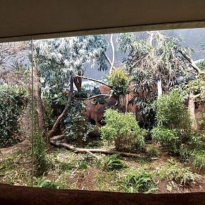 Koala & Brush-Tailed Bettong indoor enclosure #1