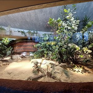 Exuma Island Iguana enclosure