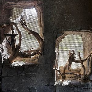 Panthera former tiger enclosure main viewing area: smell and touch windows