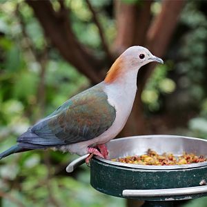 Green Imperial-Pigeon