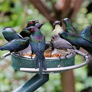 Metallic Starling (Aplonis metallica)
