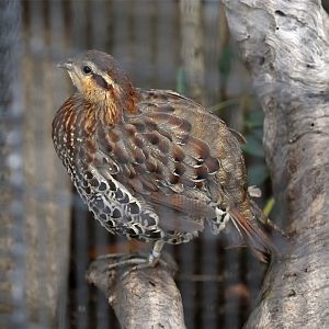 Mountain Bamboo-Partridge (Bambusicola fytchii), December 2015