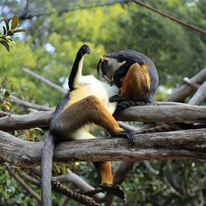 Wolf’s Guenon (Cercopithecus wolfi)