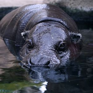 Pygmy Hippopotamus