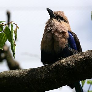 Blue-bellied roller (Coracias cyanogaster)