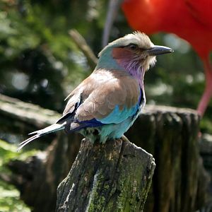 Lilac-breasted roller (Coracias caudatus)