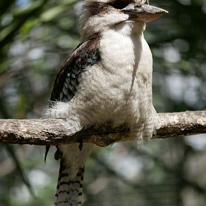 Laughing kookaburra (Dacelo novaeguineae)