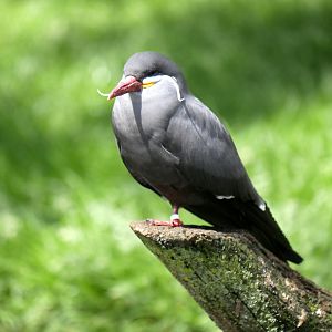 Inca tern (Larosterna inca)