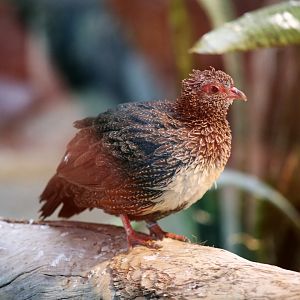 Stone Partridge (Ptilopachus petrosus)