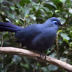 Blue Coua (Coua caerulea)