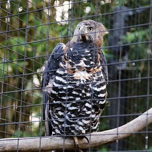 Crowned Eagle (Stephanoaetus coronatus)