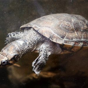 Madagascar Big-headed Turtle (Erymnochelys madagascariensis)