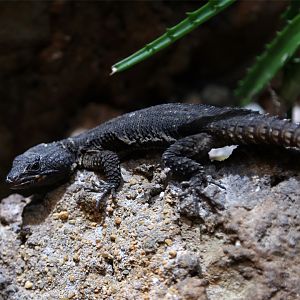 Gorongosa Girdled Lizard
