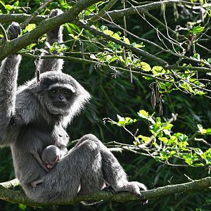 Silvery gibbon