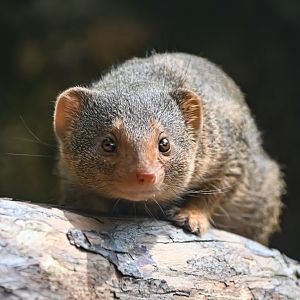 Common dwarf mongoose