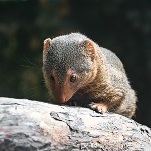 Common dwarf mongoose