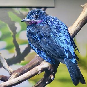 Spangled Cotinga (Cotinga cayana) male