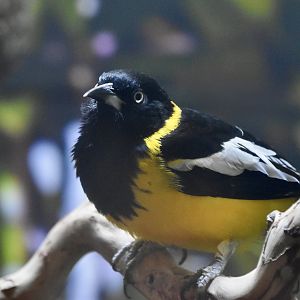 Venezuelan Troupial (Icterus icterus)