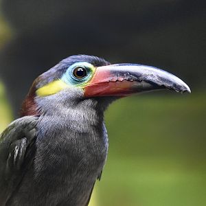 Guyana Toucanet (Selenidera piperivora)