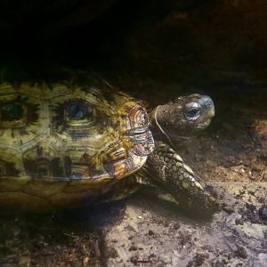 Speke's Hingeback Tortoise (Kinixys spekii)