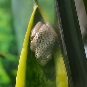 Starry Night Reed Frog (Heterixalus alboguttatus)