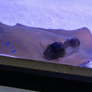 Oriental Blue-Spotted Maskray (Neotrygon cf. orientalis)