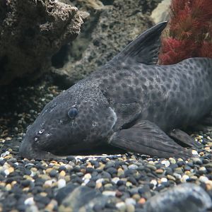 Eyespot Synodontis (Synodontis longirostris)