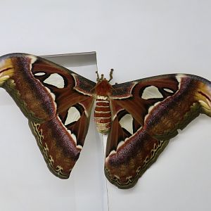 Atlas Moth (Attacus atlas)