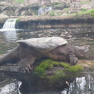 Common Snapping Turtle