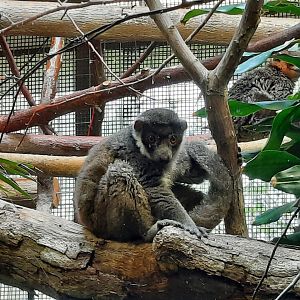 Mongoose Lemur