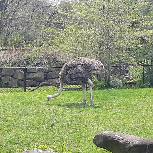 Ostrich