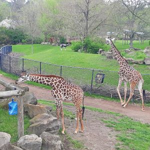 Giraffe and Bontebok