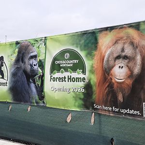 Primate Forest Banners